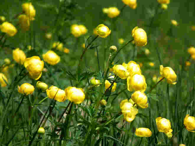 Trollblumen