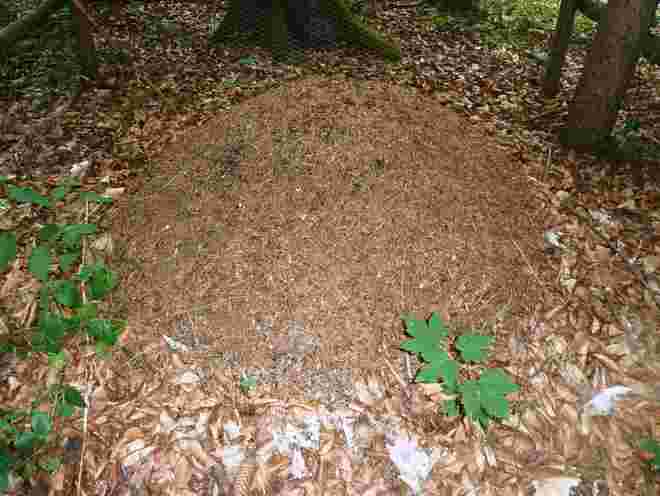 Ameisenhaufen