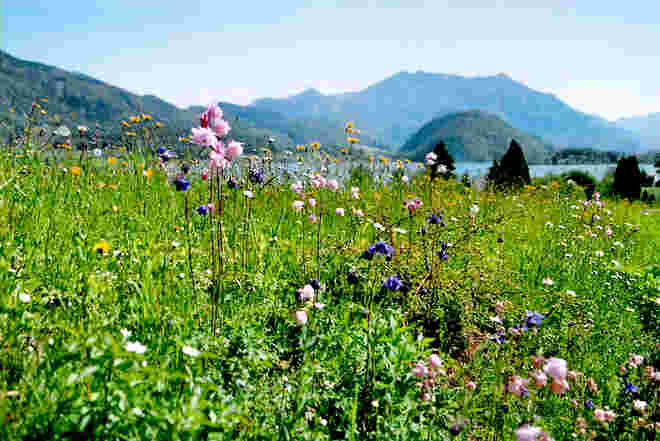 Blumenwiese