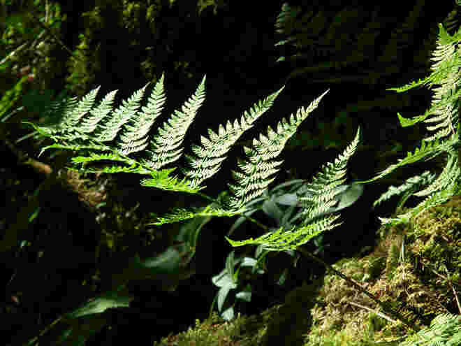 Farn im Sonnenlicht