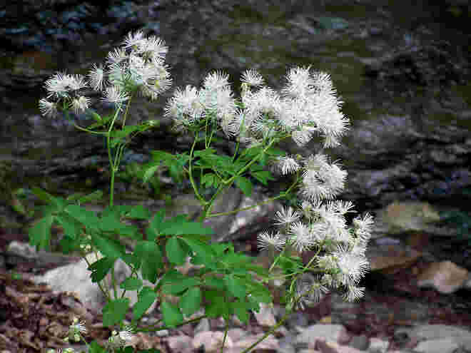 Akeleiblättrige Wiesenraute