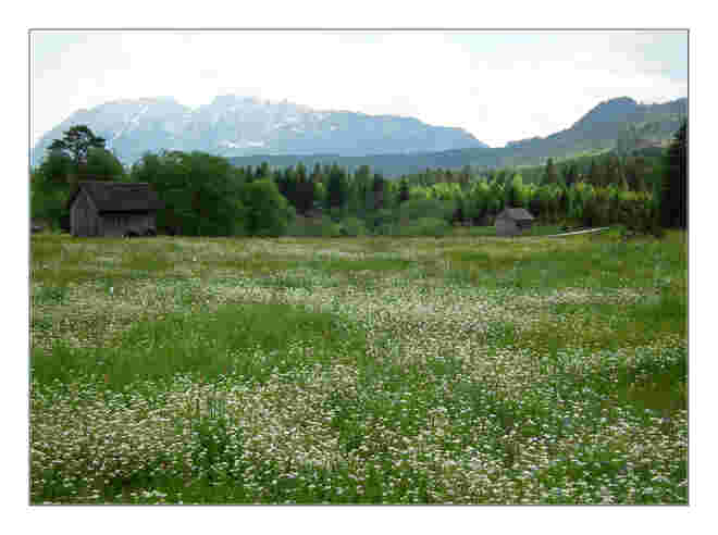 Das Ödensee - Moor