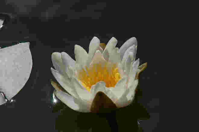 Weiße Seerose