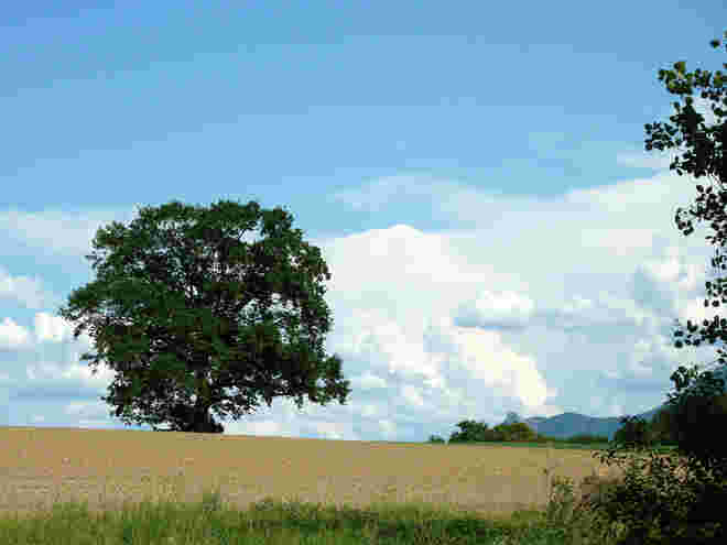 die Eiche