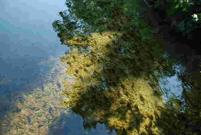 Fische, Fische, Fische .....