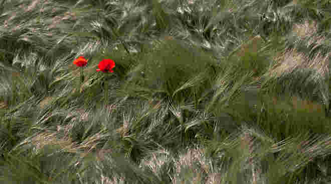 Mohn im Feld ...