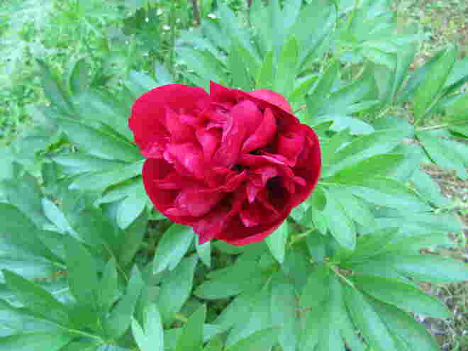 Pfingstrose 2011