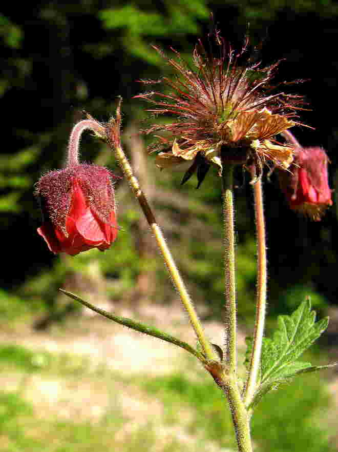 Ein Rosengewächs