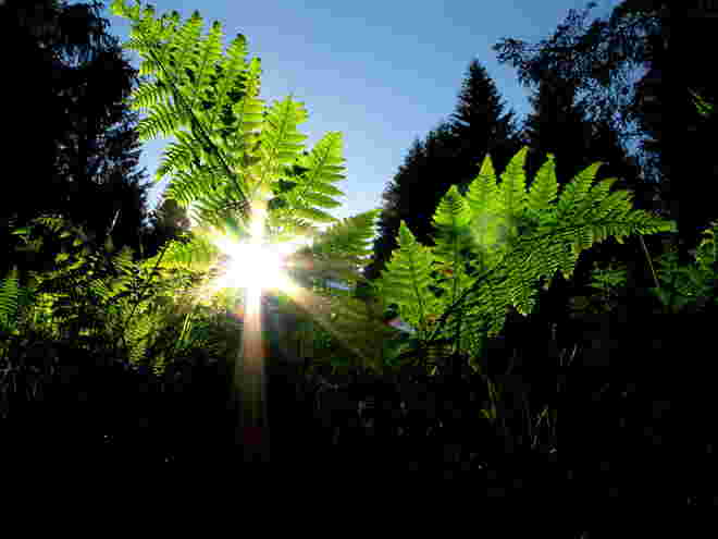Im Wald und auf der Heide