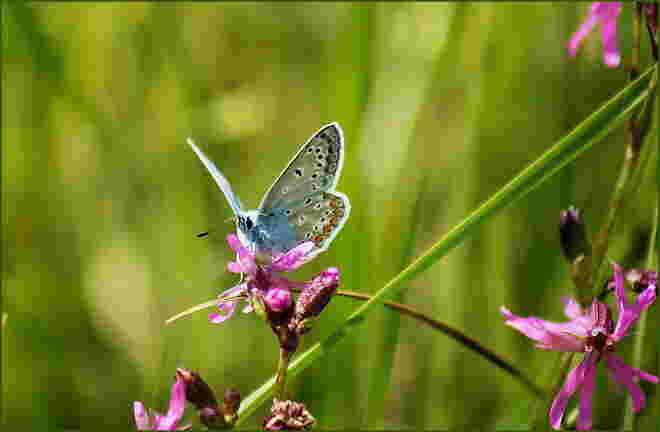 Bläuling in der Blumenwiese