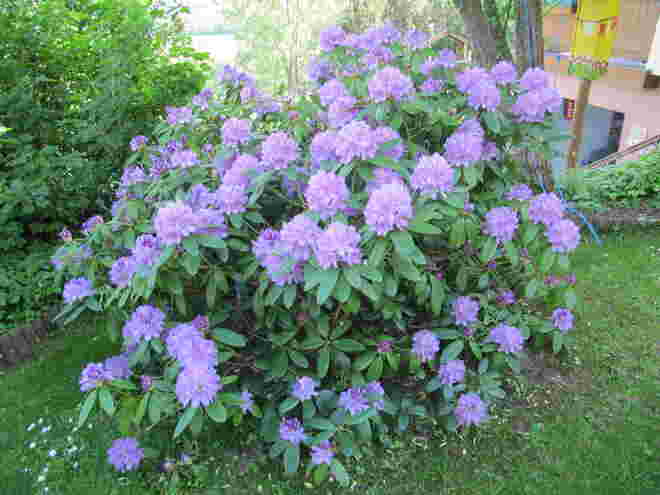 Unser Rododendren Strauch