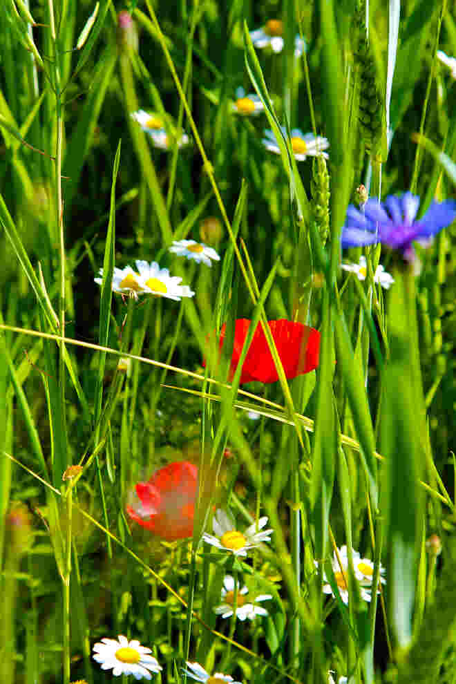 Mohn,- Kornblumenfeld