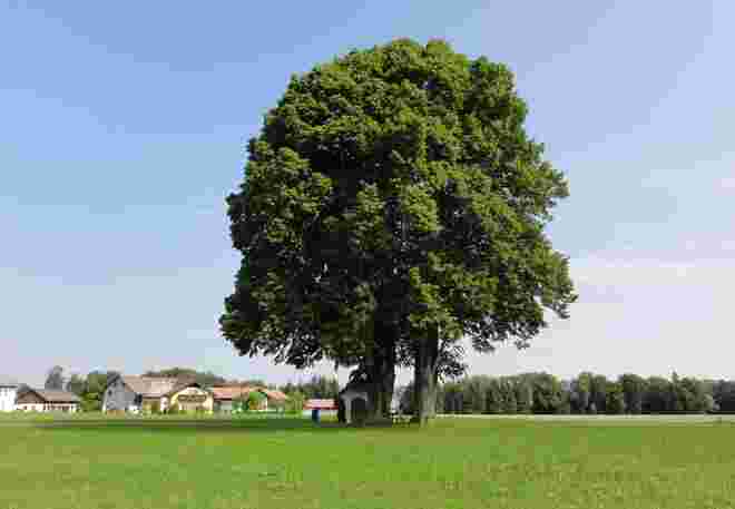 Die Linden von Kirchfenning in Henndorf