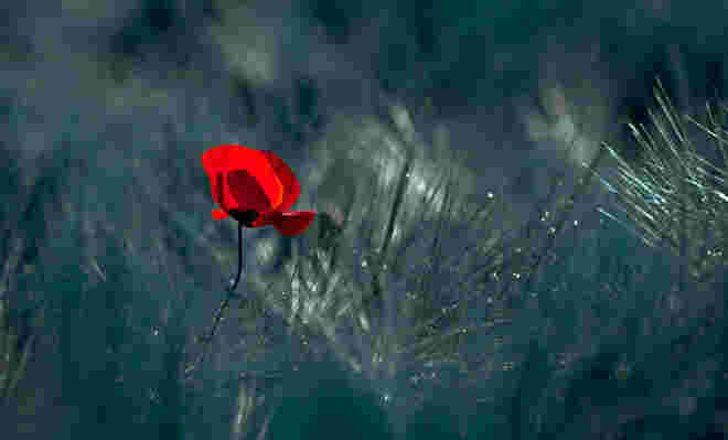 der Mohn ...
