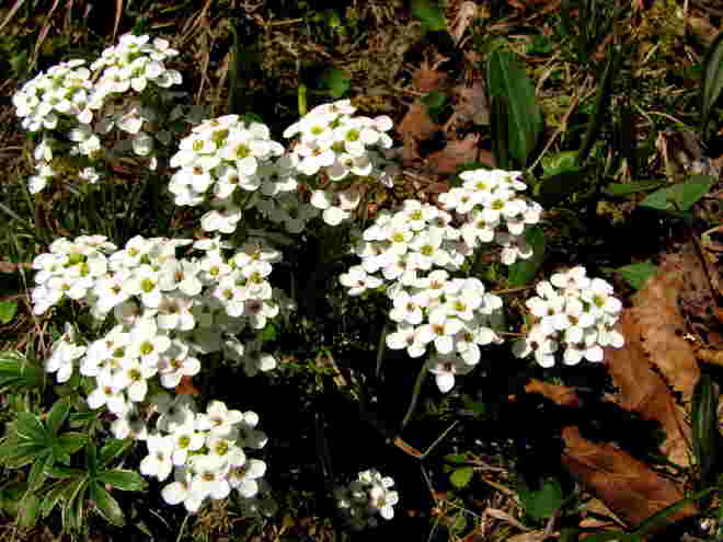 Gämskresse