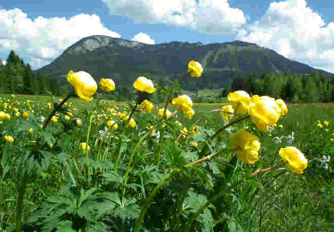 Moorwiese