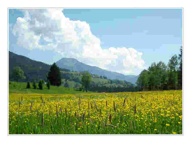 Blumenwiese