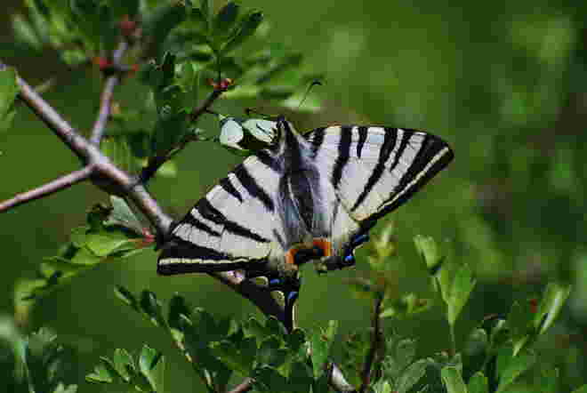Segelfalter
