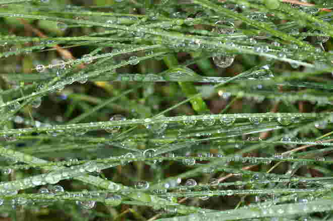 Regentropfen