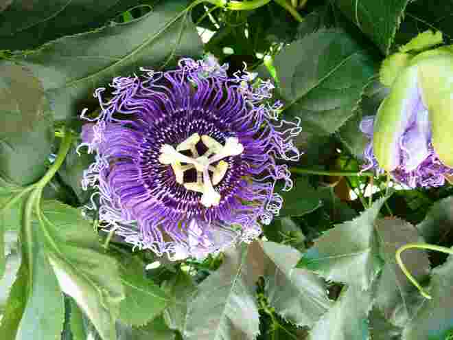 eine  Passionsblume..