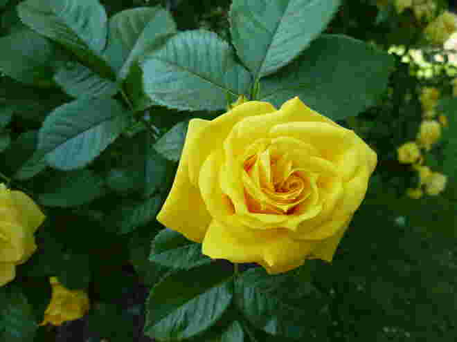 eine Rose..