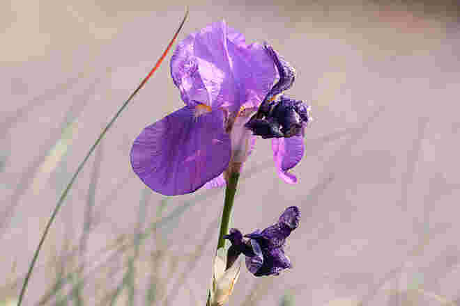 "Wiesenlilie"