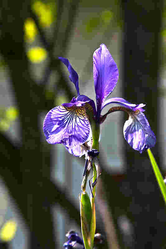 "Gartenlilie"