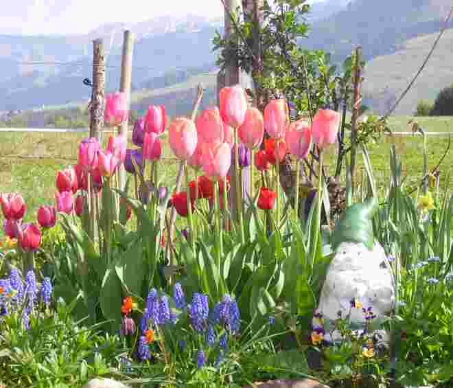 Meer von Tulpen