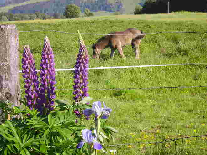 Lupinen und Fohlen