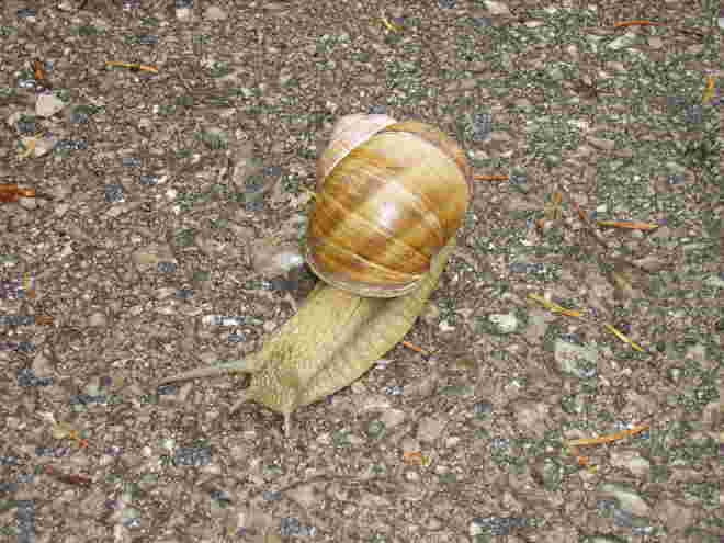 Weinbergschnecke