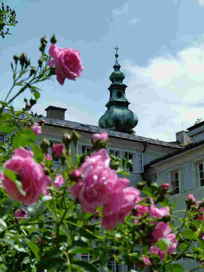 durch die Rose