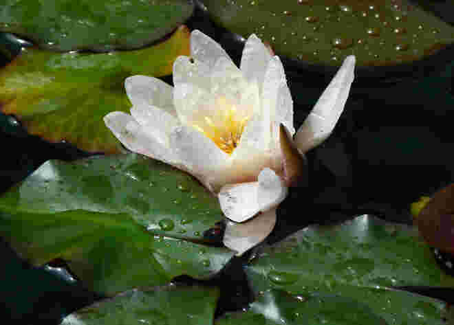 Seerose im Klostergarten