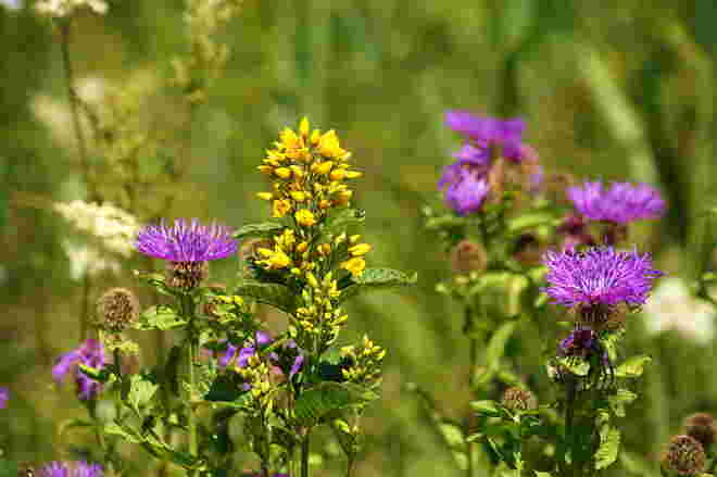 Blick in die bunte Sommerwiese