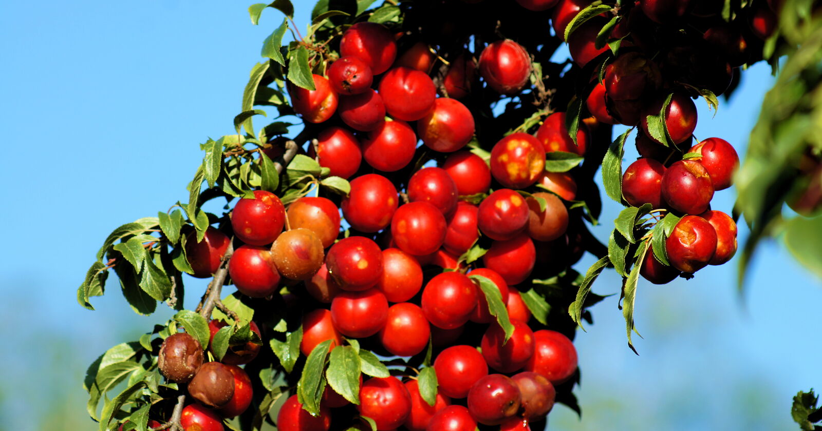 Kriecherl diesmal in rot in Hollersbach im Pinzgau Mein Garten