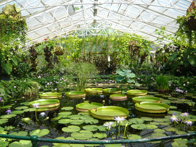 Seerosen in Kew Garden