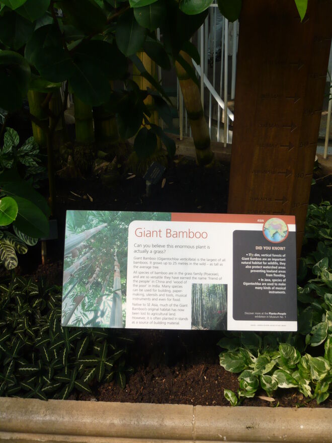 The Mall und Buckingham-Palast