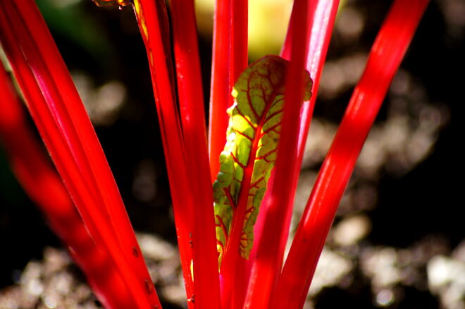 Schön und essbar - Mangold