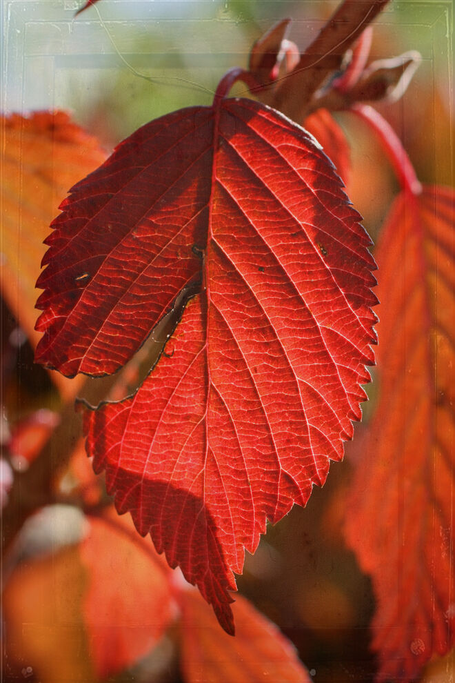 Rote Blätter im Garten