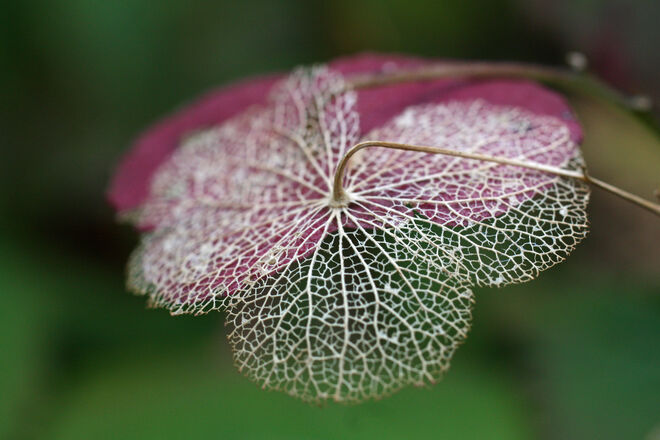 Verblühte Tellerhortensie