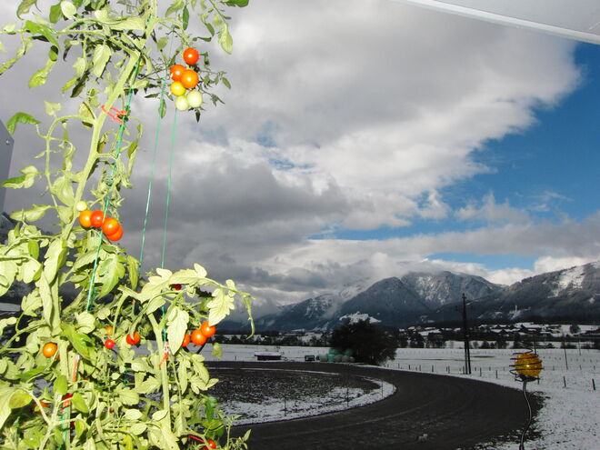 Goji Beere mit kühler Ausicht