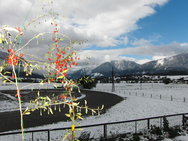 Giji Beere mit winterlicher Aussicht