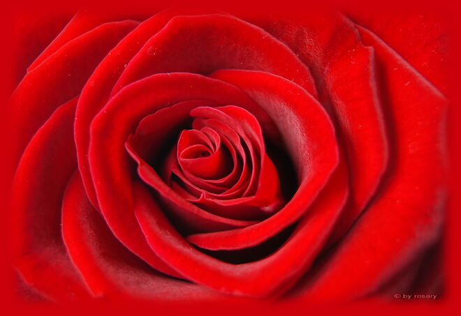 Etwas Farbenkräftiges an diesem trüben Sonntag