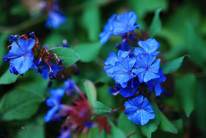 Chinesische Bleiwurz (Ceratostigma plumbaginoides)