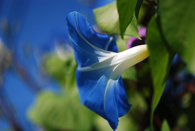 Himmelblaue Prunkwinde