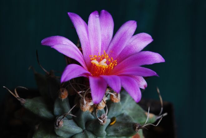 Turbinicarpus