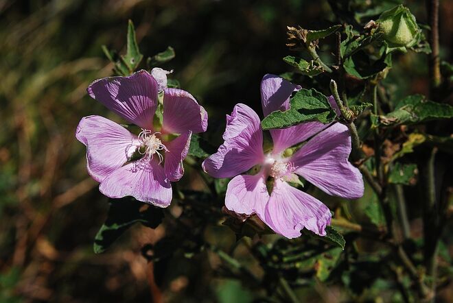 Thüringer Strauchpappel