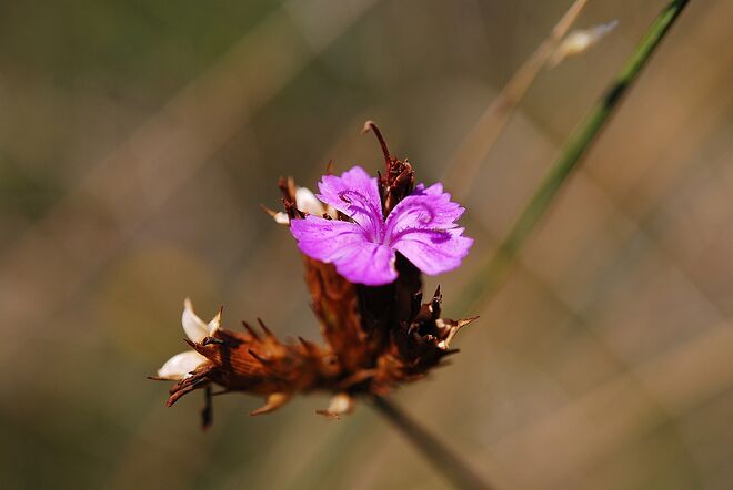 Pannonische Karthäusernelke