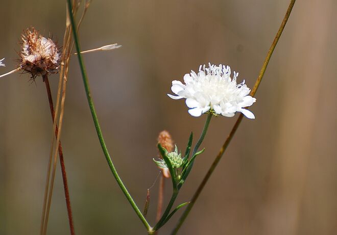 Gelbe Skabiose (Scabiosa ochroleuca)