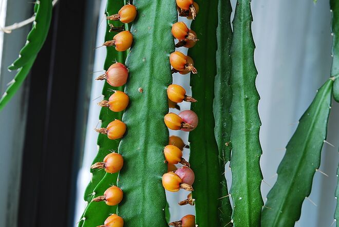 Acanthorhipsalis monacantha (Früchte)