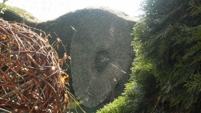 Herbstliche Spinnweben